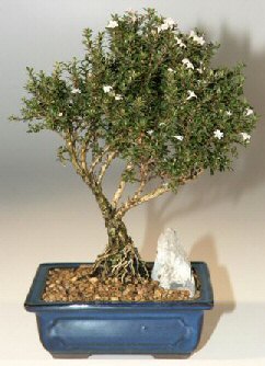 Ankara balgat �i�ek�ilik �i�ek , �i�ek�i , �i�ek�ilik  ithal bonsai saksi �i�egi  Ankara ke�i�ren �i�ek�ilik online �i�ek g�nderme sipari� eryaman 