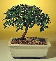  �i�ek�ilik ucuz �i�ek g�nder  ithal bonsai saksi �i�egi  hediye �i�ek�ilik cicek , cicekci bat�kent