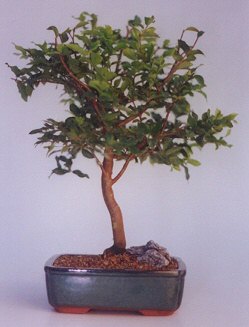  �i�ek�ilik ucuz �i�ek g�nder  ithal bonsai saksi �i�egi  �i�ek�ilik anneler g�n� �i�ek yolla bilkent 