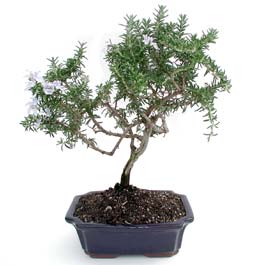 ithal bonsai saksi �i�egi  Ankara �i�ek �i�ek�i telefonlar� 