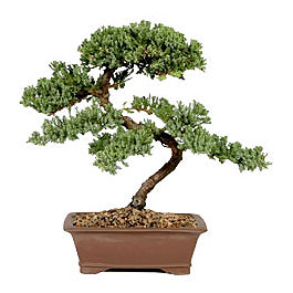 ithal bonsai saksi �i�egi  Ankara anatolia �i�ek�ilik �i�ek g�nderme sitemiz g�venlidir 