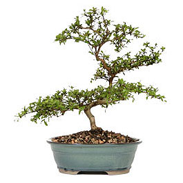  Ankara �i�ek�ilik �nternetten �i�ek sipari�i   ithal bonsai saksi �i�egi  Ankara anatolia �i�ek�ilik �i�ek g�nderme sitemiz g�venlidir 