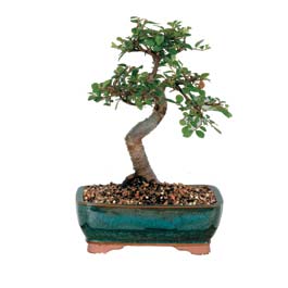 �ankaya �i�ek�ilik hediye �i�ek yolla  ithal bonsai saksi �i�egi  Ankara anatolia �i�ek�ilik �i�ek g�nderme sitemiz g�venlidir 