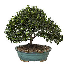  �i�ek�ilik ucuz �i�ek g�nder  ithal bonsai saksi �i�egi  Ankara anatolia �i�ek�ilik �i�ek g�nderme sitemiz g�venlidir 
