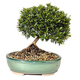  Ankara sevgilime cicekciler , cicek siparisi ke�i�ren  ithal bonsai saksi �i�egi  bat�kent �i�ek�ilik hediye sevgilime hediye �i�ek konutkent 