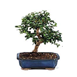  Ankara buket �i�ek�ilik uluslararas� �i�ek g�nderme ulus  ithal bonsai saksi �i�egi  Ankara ma�aza �i�ek�ilik 14 �ubat sevgililer g�n� �i�ek ke�i�ren 
