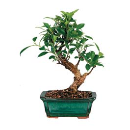  Ankara oran �i�ek�ilik �i�ek sipari�i sitesi ucuz �i�ekleri  ithal bonsai saksi �i�egi  Ankara hacettepe �i�ek�ilik �i�ek online �i�ek sipari�i �ayyolu 