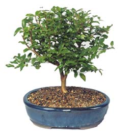  dikmen �i�ek�ilik �i�ek�i ma�azas� online ithal bonsai saksi �i�egi  online �i�ek�i , �i�ek sipari�i yenimahalle 