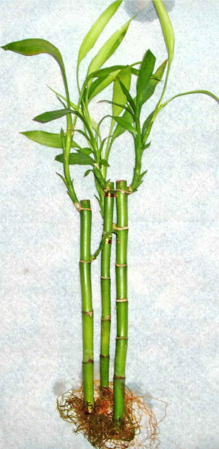 Lucky Bamboo 3 adet vazo hediye edilir   hediye iekilik cicek , cicekci batkent