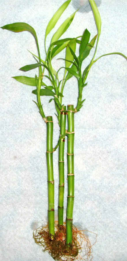 Lucky Bamboo 3 adet vazo hediye edilir   hediye �i�ek�ilik cicek , cicekci bat�kent