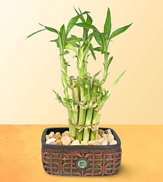 Lucky Bamboo  saksi �i�egi  Ankara ke�i�ren �i�ek�ilik online �i�ek g�nderme sipari� eryaman 