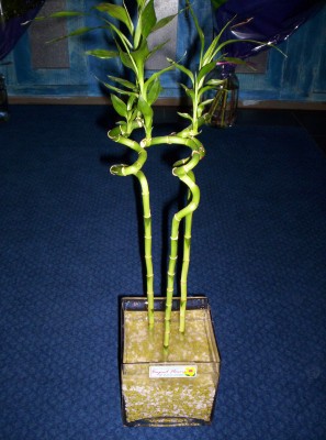 Lucky Bamboo 3 adet saksi �i�egi  Ankara sevgilime cicekciler , cicek siparisi ke�i�ren 