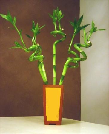 Lucky Bamboo 5 adet vazo i�erisinde  kavakl�dere �i�ek�ilik internetten �i�ek sat��� balgat
