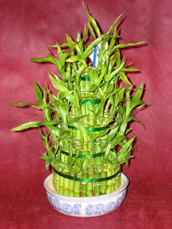 Lucky Bamboo sans melegi �i�egi  Ankara oran �i�ek�ilik �i�ek sipari�i sitesi ucuz �i�ekleri 