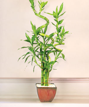 Lucky Bamboo sans melegi �i�egi  Ankara ke�i�ren �i�ek�ilik online �i�ek g�nderme sipari� eryaman 