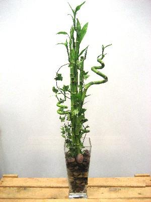 Lucky Bamboo sans melegi �i�egi  hediye �i�ek�ilik cicek , cicekci bat�kent