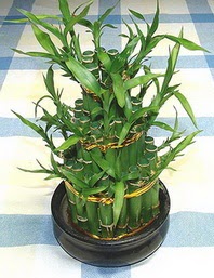 Lucky Bamboo sans melegi �i�egi  Ankara �i�ek�ilik �i�ek�iler �ankaya 