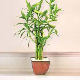 Lucky Bamboo sans melegi �i�egi  Ankara hacettepe �i�ek�ilik �i�ek online �i�ek sipari�i �ayyolu 