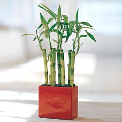 Lucky Bamboo sans melegi �i�egi  Ankara yurti�i ve yurtd��� �i�ek sipari�i demetevler 
