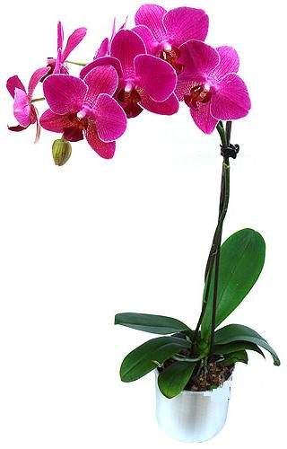  dikmen iekilik ieki maazas online saksi orkide iegi