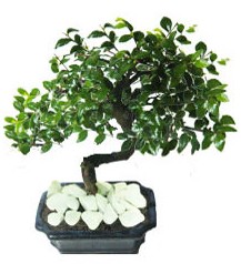9 yasinda Bonsai agaci  Ankara yurti�i ve yurtd��� �i�ek sipari�i demetevler 