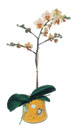  Ankara keiren iekilik online iek gnderme sipari eryaman  Phalaenopsis Orkide ithal kalite