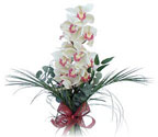  Ankara oran iekilik iek siparii sitesi ucuz iekleri  Dal orkide ithal iyi kalite