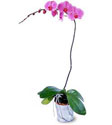  Ankara sevgilime cicekciler , cicek siparisi keiren  Orkide ithal kaliteli orkide 