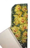  Ankara anatolia �i�ek �i�ek g�nderme  Kutu i�erisine dal cymbidium orkide