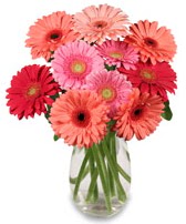 vazo i�erisinde 13 adet gerbera �i�e�i  Ankara oran �i�ek�ilik �i�ek sipari�i sitesi ucuz �i�ekleri 