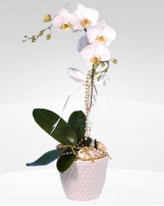 1 dallı orkide saksı çiçeği  online çiçekçi , çiçek siparişi yenimahalle 