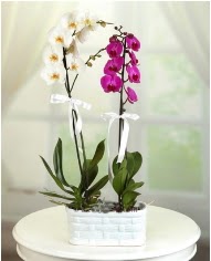 1 dal beyaz 1 dal mor yerli orkide saksıda  çiçekçilik çiçek servisi , çiçekçi adresleri gölbaşı 