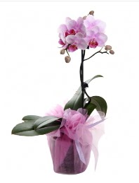 1 dal pembe orkide saksı çiçeği  Ankara etlik çiçekçilik kaliteli taze ve ucuz çiçekler kavaklıdere 