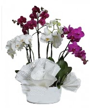 4 dal mor orkide 2 dal beyaz orkide  çiçekçilik anneler günü çiçek yolla bilkent 