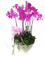 9 dal orkide saksı çiçeği  Ankara abidinpaşa çiçekçilik güvenli kaliteli hızlı çiçek etlik 