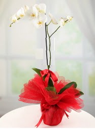 1 dal beyaz orkide saksı çiçeği  Ankara yurtiçi ve yurtdışı çiçek siparişi demetevler 