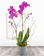 2 dallı mor orkide saksı çiçeği  çiçekçilik ucuz çiçek gönder 