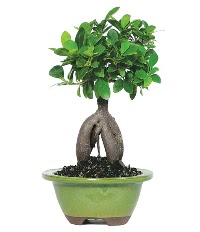 Bonsai saks� �i�e�i  Ankara oran �i�ek�ilik �i�ek sipari�i sitesi ucuz �i�ekleri 
