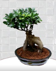 saks� �i�e�i japon a�ac� bonsai  Ankara etlik �i�ek�ilik kaliteli taze ve ucuz �i�ekler kavakl�dere 