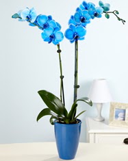 Eşsiz bir hediye 2 dallı mavi orkide  Ankara sevgilime cicekciler , cicek siparisi keçiören 