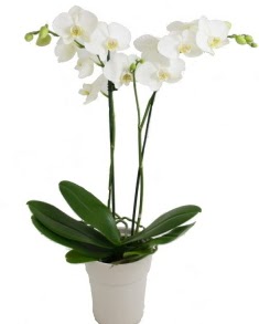 2 dall beyaz orkide  Ankara buket iekilik uluslararas iek gnderme ulus 