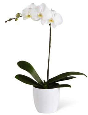 1 dall beyaz orkide  Ankara maaza iekilik 14 ubat sevgililer gn iek keiren 