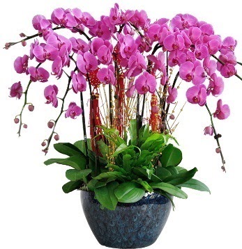 9 dallı mor orkide  Ankara mağaza çiçekçilik 14 şubat sevgililer günü çiçek keçiören 