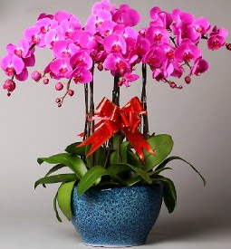 7 dall mor orkide  Ankara hacettepe iekilik iek online iek siparii ayyolu 