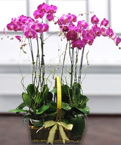 4 dall mor orkide  Ankara abidinpaa iekilik gvenli kaliteli hzl iek etlik 