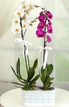1 mor 1 dal beyaz İthal orkide sepet içerisinde  Ankara gölbaşı çiçekçilik çiçek mağazası , çiçekçi adresleri incek 