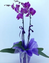2 dallı mor orkide  Ankara etlik çiçekçilik kaliteli taze ve ucuz çiçekler kavaklıdere 