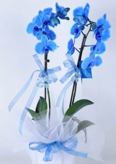 2 dallı mavi orkide  kavaklıdere çiçekçilik internetten çiçek satışı balgat