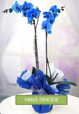 2 dallı mavi orkide  Ankara çiçekçilik çiçekçiler çankaya 