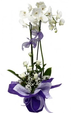 2 dallı beyaz orkide 5 adet beyaz gül  dikmen çiçekçilik çiçekçi mağazası online